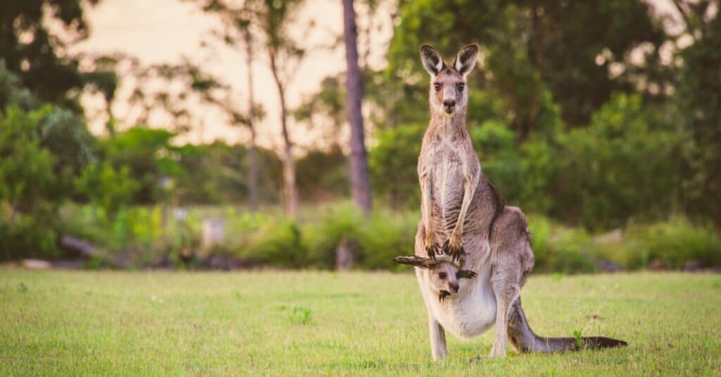 I canguri sono marsupiali che partoriscono cuccioli ancora vivi e non ancora sviluppati, che tengono in un marsupio fino al completamento dello sviluppo.