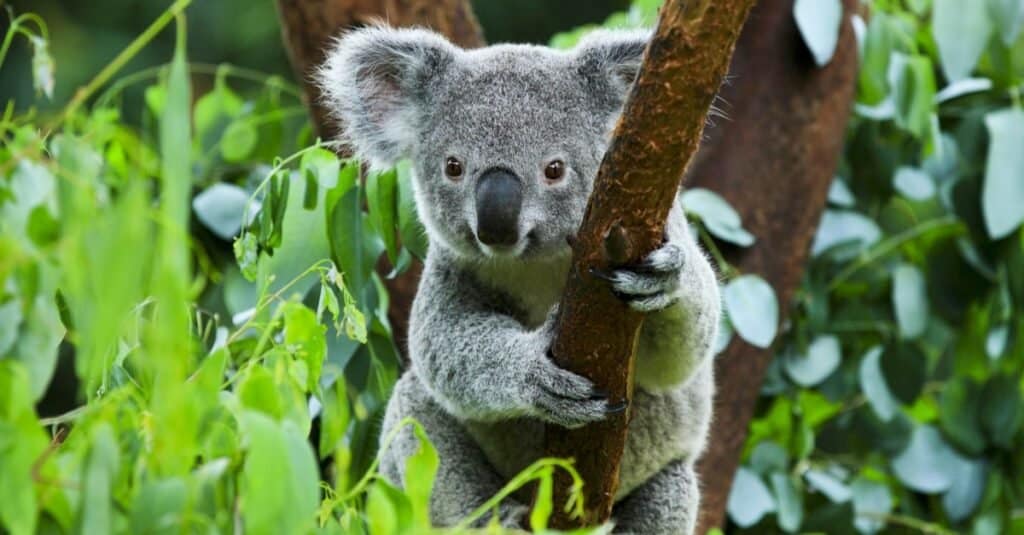 I koala sono marsupiali originari dell'Australia che trasportano i loro piccoli in un marsupio per un periodo che può durare fino a sei mesi.