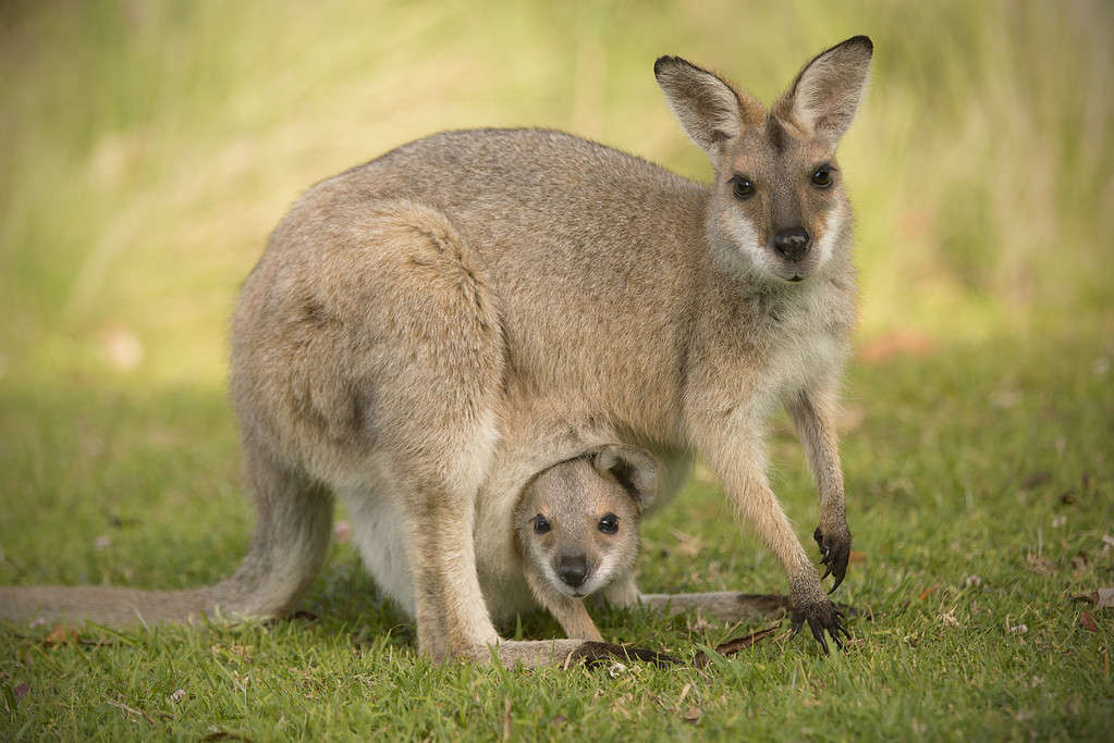 Un wallaby dal collo rosso con il suo cucciolo nel marsupio che guarda la telecamera.