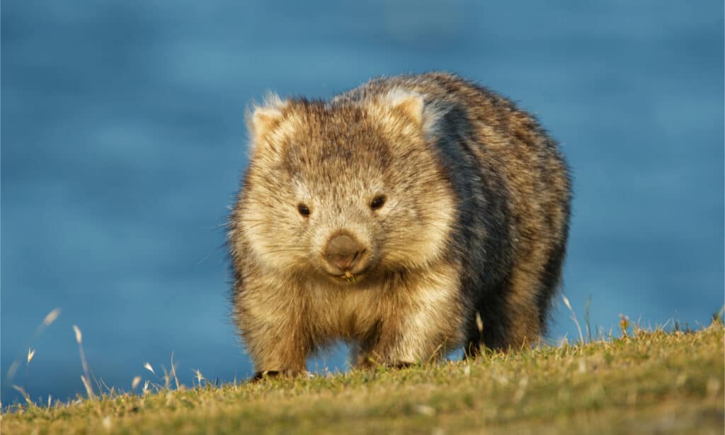 I wombat sono marsupiali originari dell'Australia, strettamente imparentati con i koala.