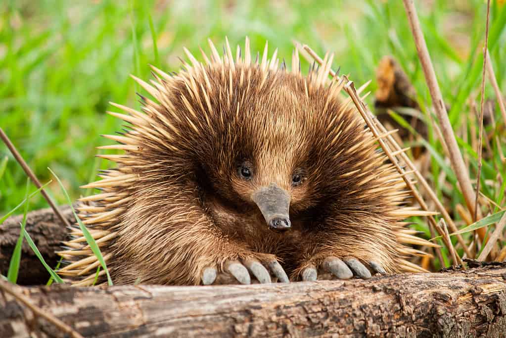 Un'echidna depone un uovo coriaceo e lo sposta nella sua tasca per conservarlo al sicuro.