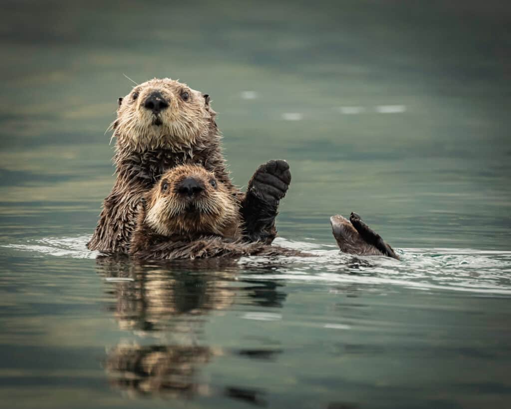 Le lontre marine non usano le loro tasche per allevare i piccoli, ma le usano per conservare oggetti.