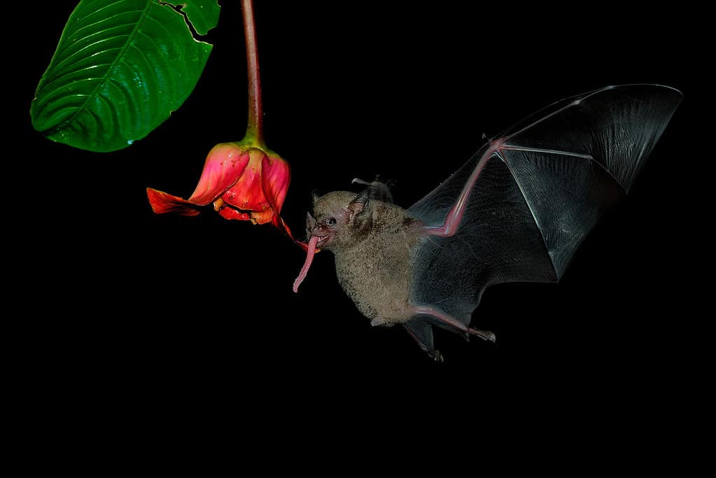 Glossophaga soricina, pipistrello del Sud e Centro America con un metabolismo veloce che si nutre di nettare, vola di notte e si nutre dei fiori.