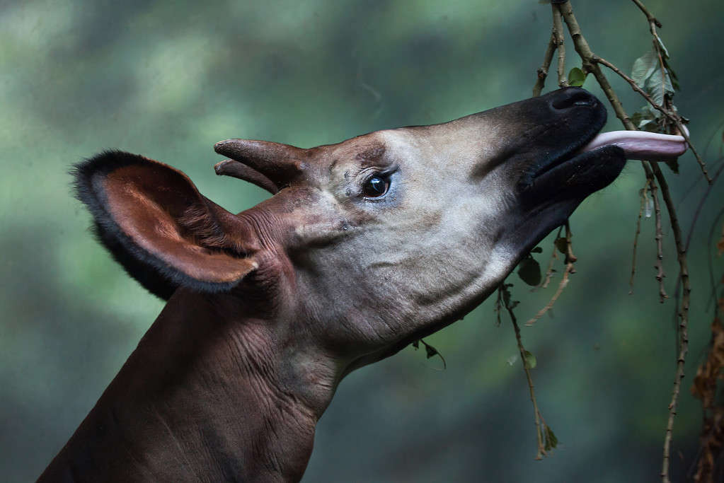 Okapi (Okapia johnstoni). Animale selvatico.