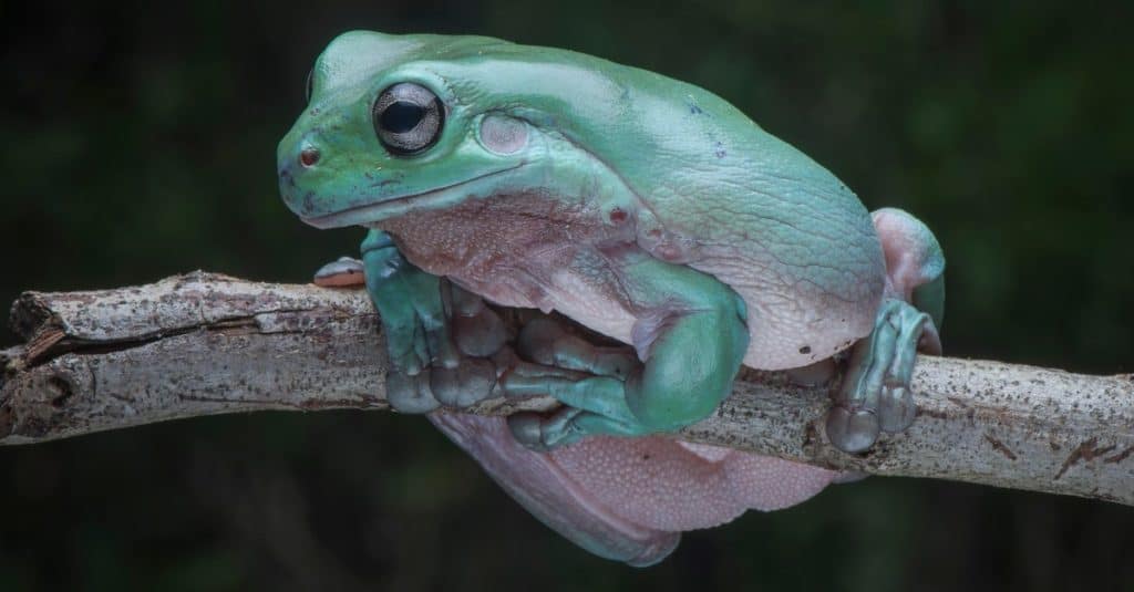 La rana arboricola bianca, conosciuta anche come rana arboricola tozza o rana arboricola sorridente