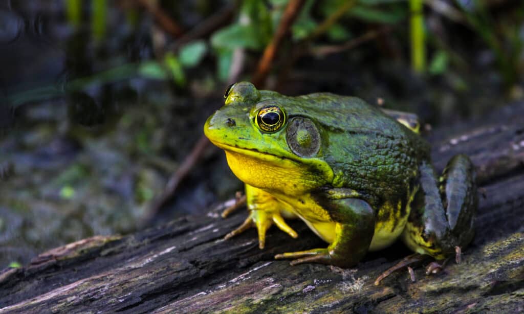 Rana toro americana