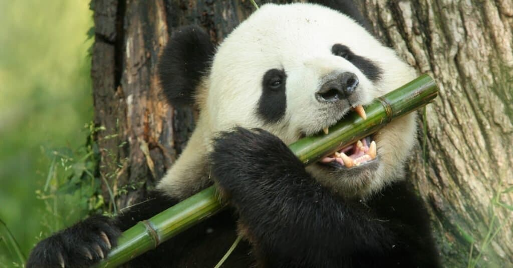 Animali con pollici opponibili-panda gigante