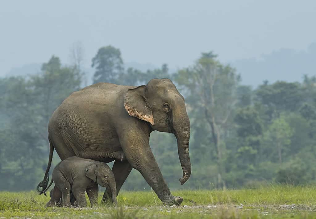 Elefante, Vitello di elefante, India, Animale, Nepal