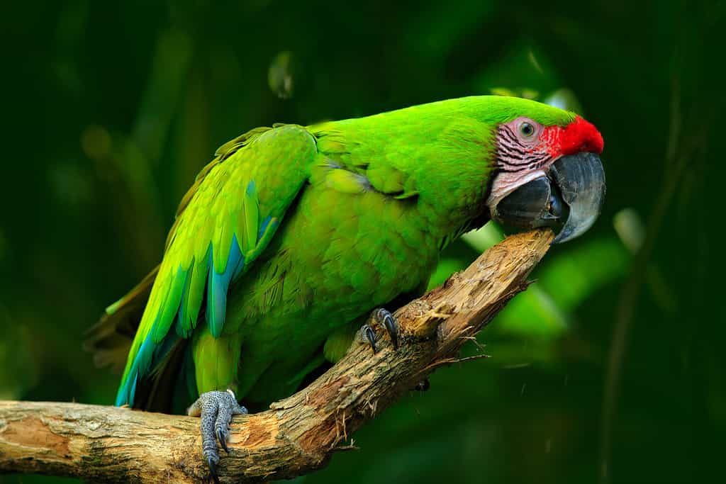 Pappagallo verde Ara ambigua. Uccello selvatico raro nell'habitat naturale, seduto su un ramo in Costa Rica.