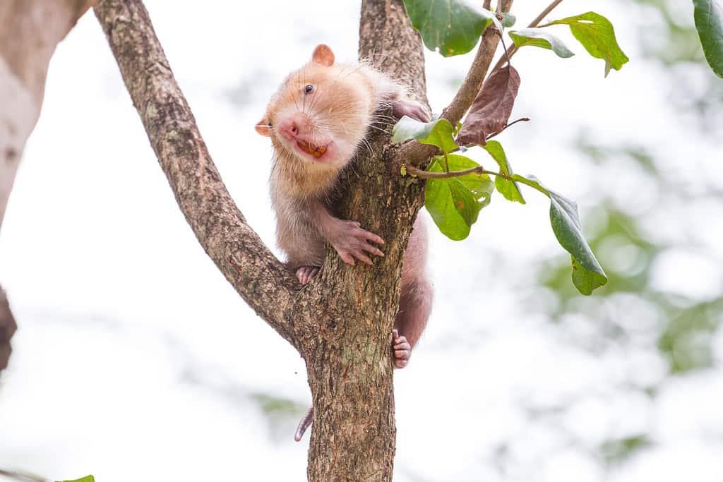 Ratto del bambù minore in natura, Thailandia (Cannomys badius)