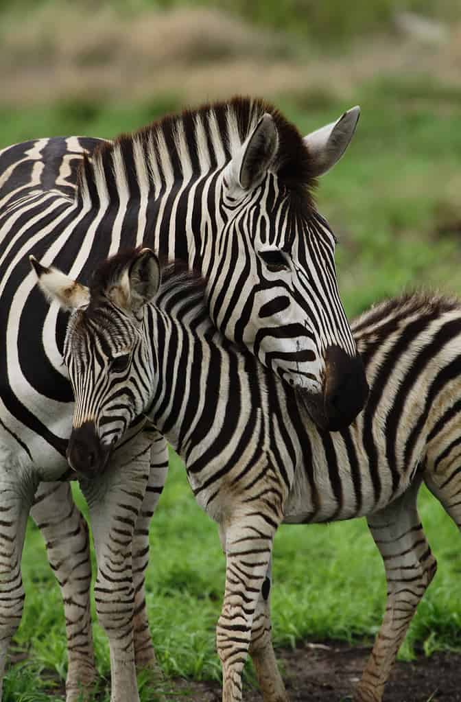 Giovane zebra che si coccola con la madre mostrando la natura premurosa dell'animale