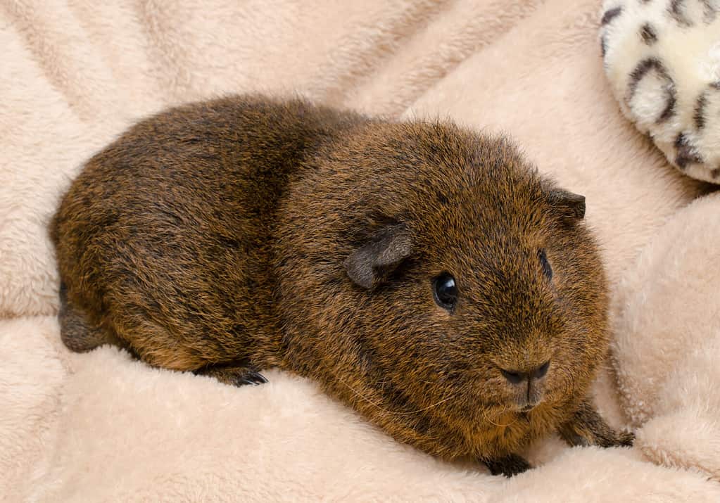 cavia REX agouti dorata adulta