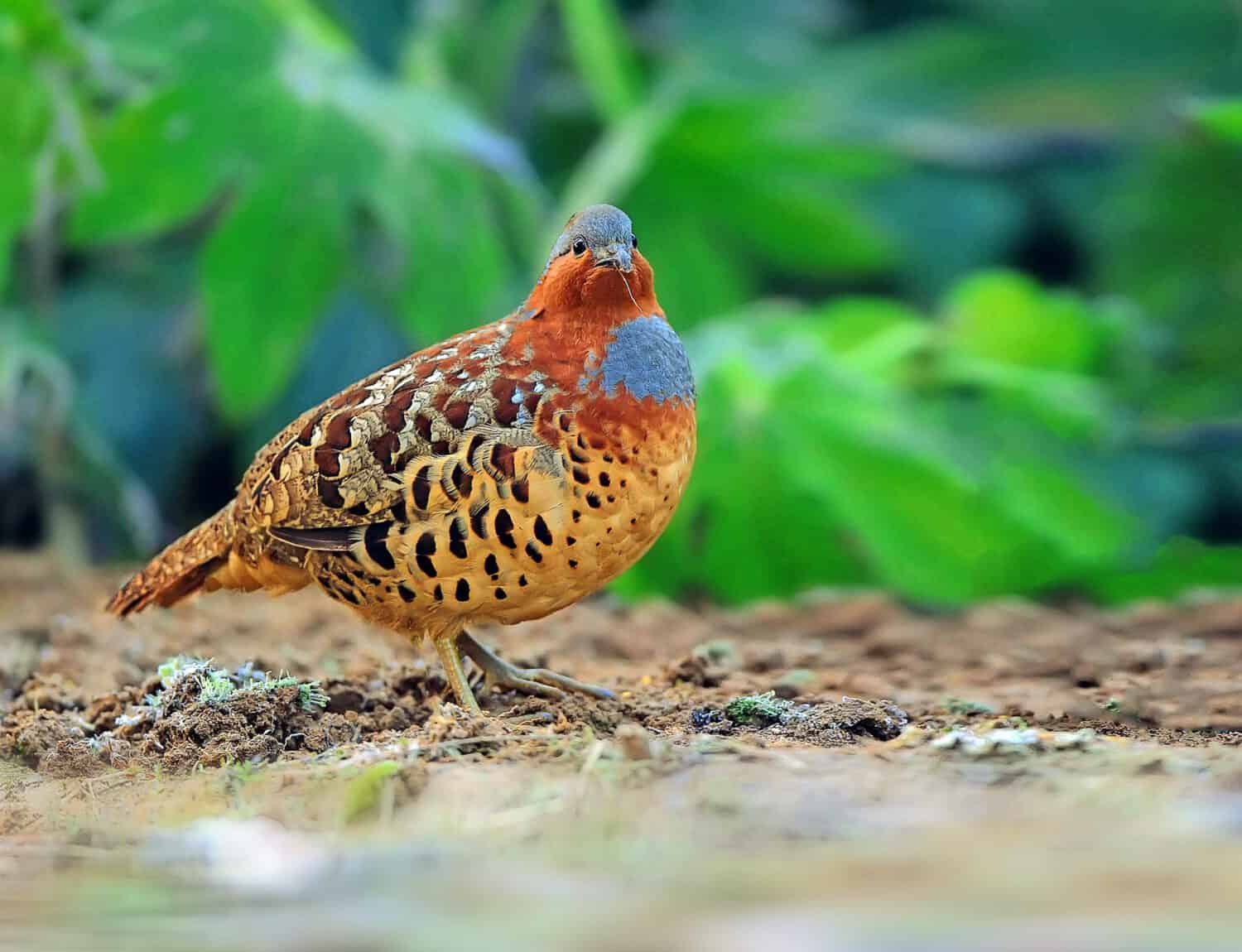 Pernice cinese di bambù