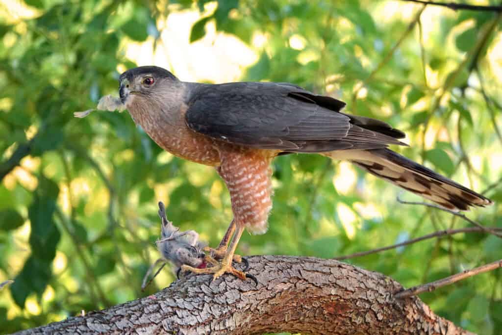 Il falco di Cooper divora la preda di un uccello canterino