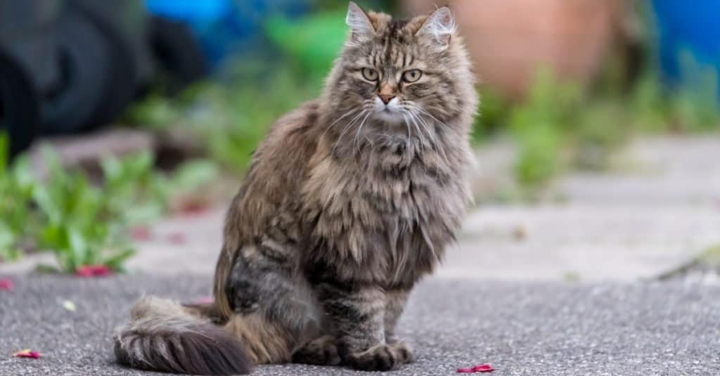 Animali più soffici: Gatto Ragamuffin