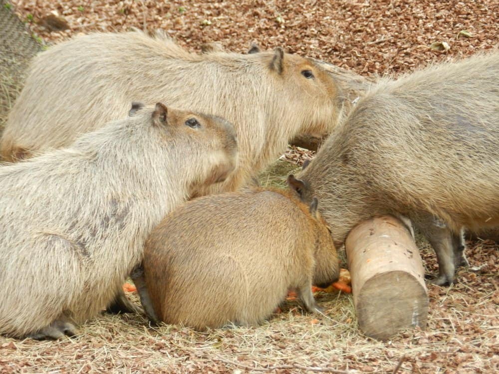 capibara contro nutria