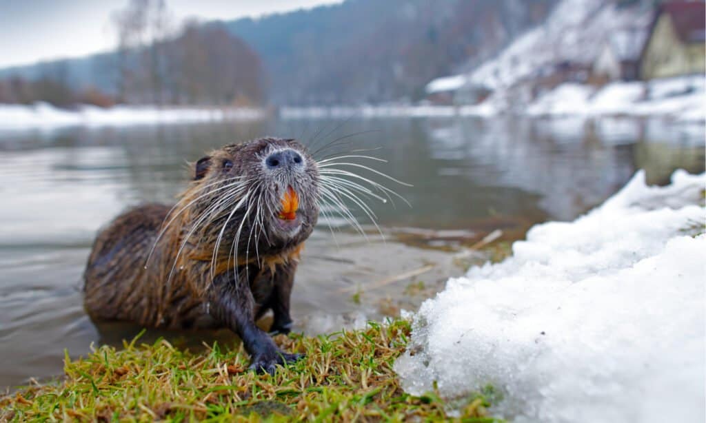 capibara contro nutria