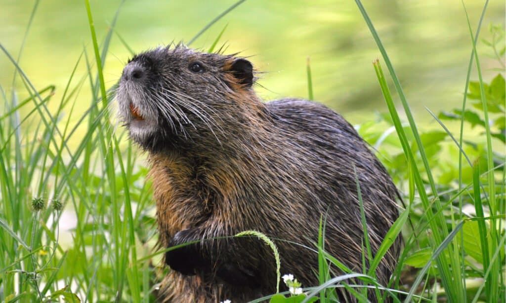 capibara contro nutria