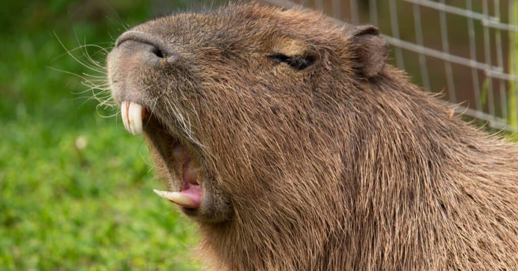 Capibara contro nutria