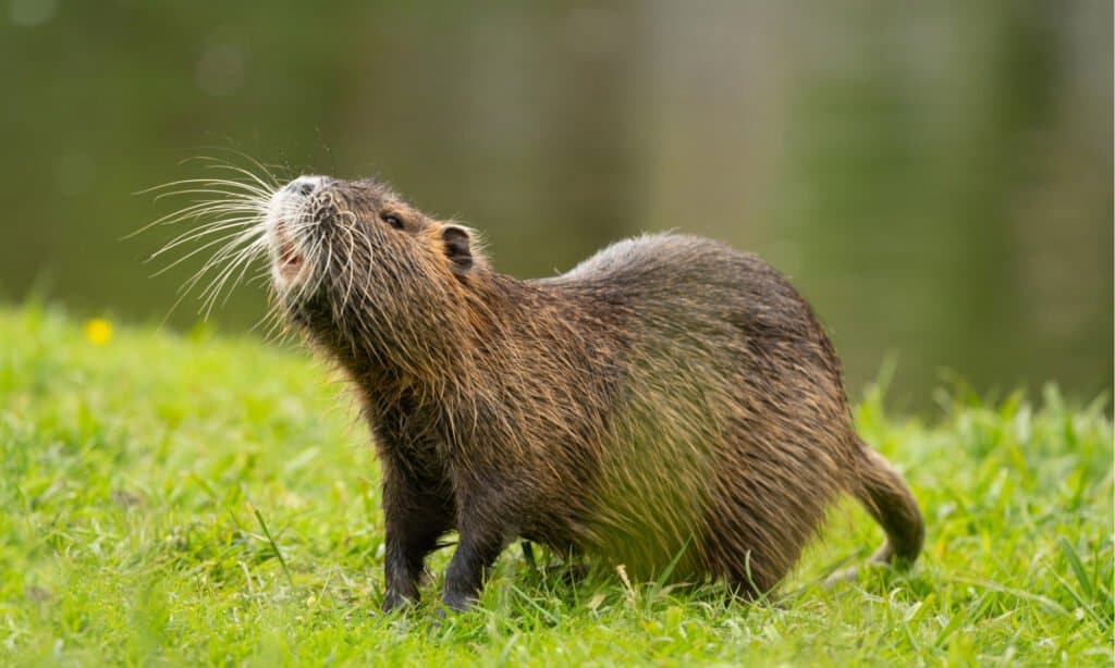 capibara contro nutria