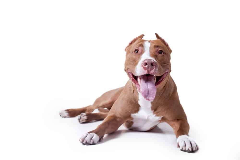 American pit bull terrier su sfondo bianco