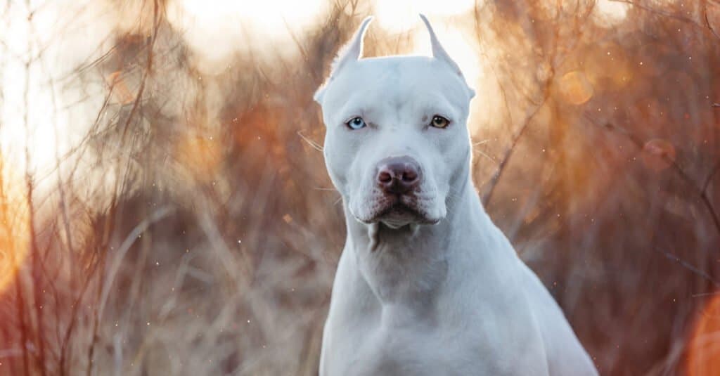 American Pit Bull Terrier con due occhi di colore diverso