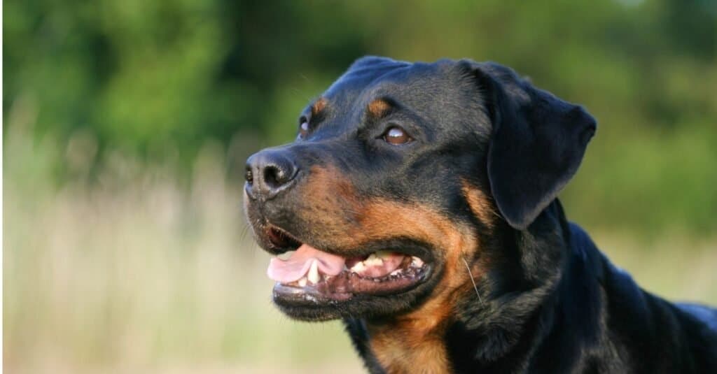 Morso di razza di cane più forte - Rottweiler