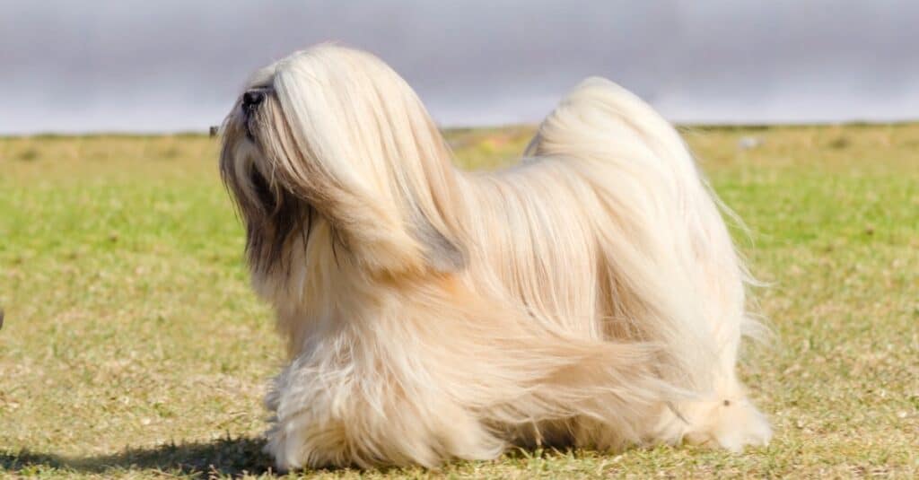 Lhasa Apso che cammina all'esterno