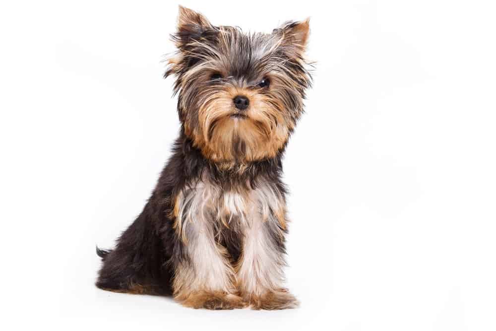 yorkie contro shih tzu