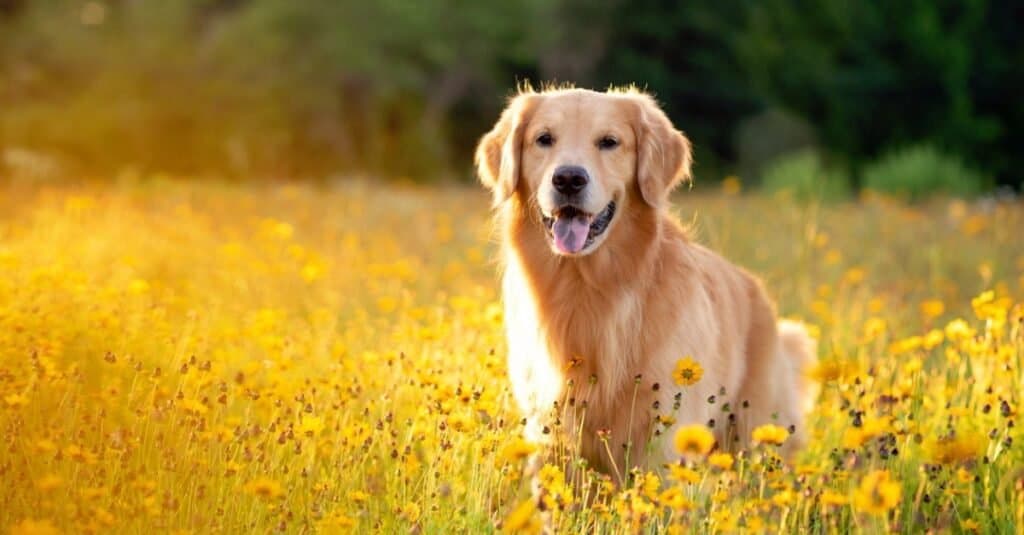 Golden Retriever contro pastore tedesco