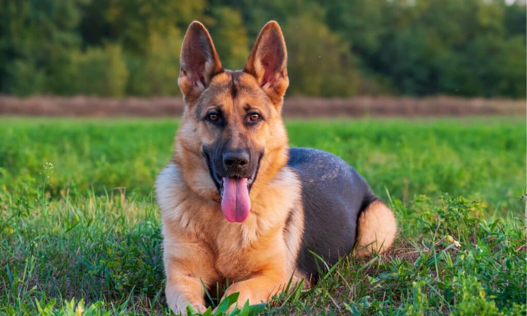 Golden Retriever contro pastore tedesco