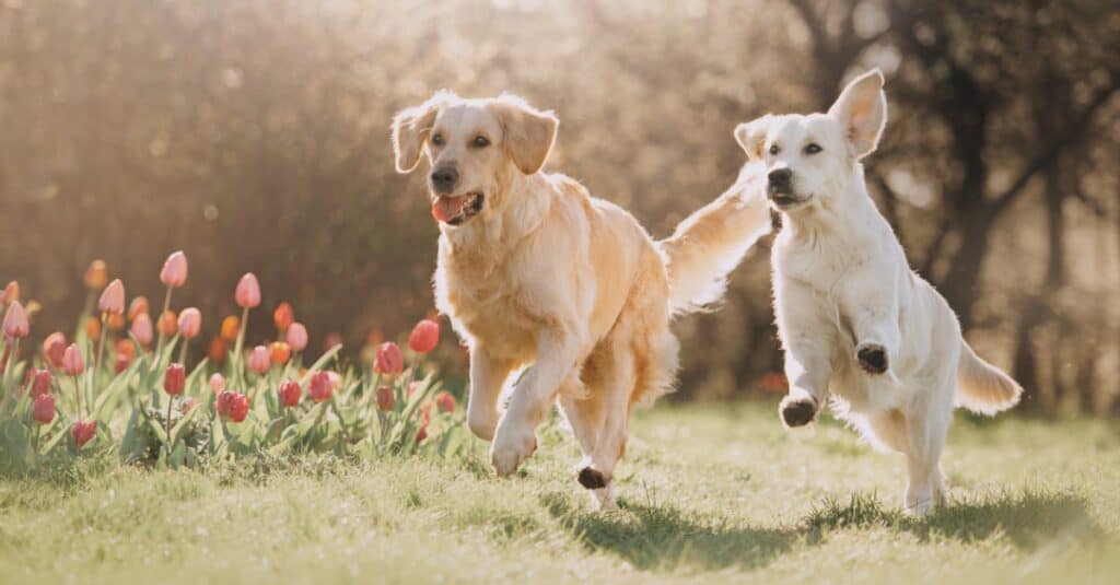 Golden Retriever contro pastore tedesco