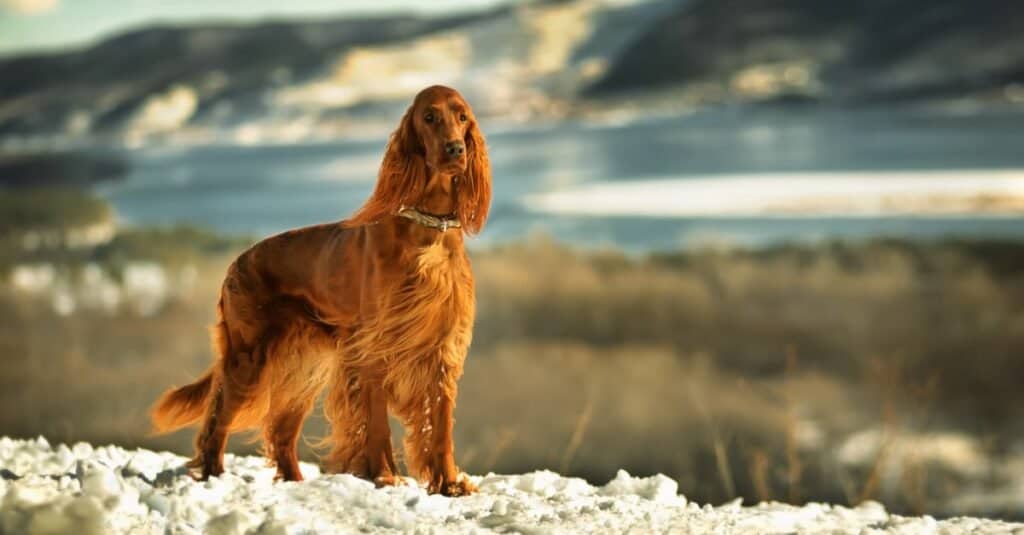 Setter irlandese contro Golden Retriever