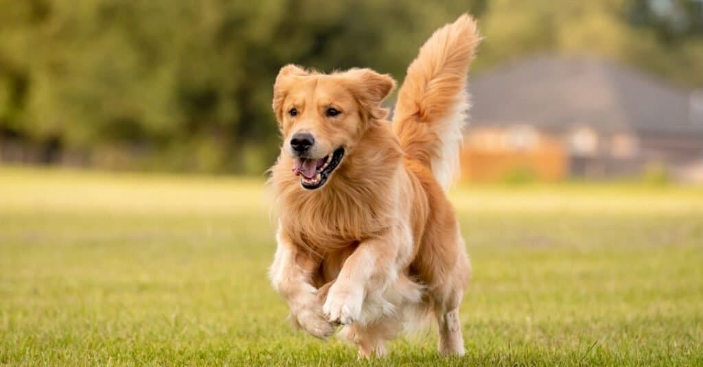 Setter irlandese contro Golden Retriever