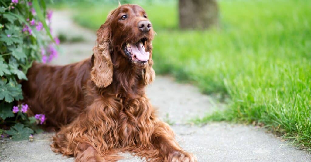 Setter irlandese contro Golden Retriever