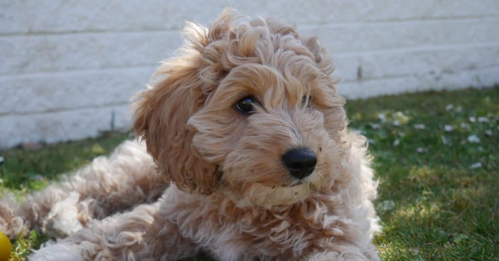 cavapoo sdraiato sull'erba