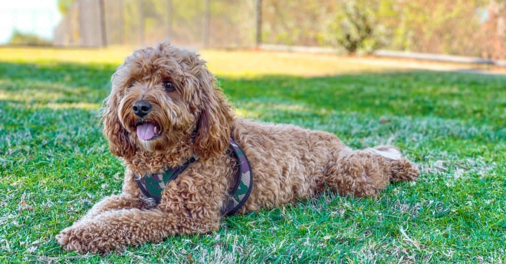 Cavapoo sdraiato sull'erba con un'imbracatura