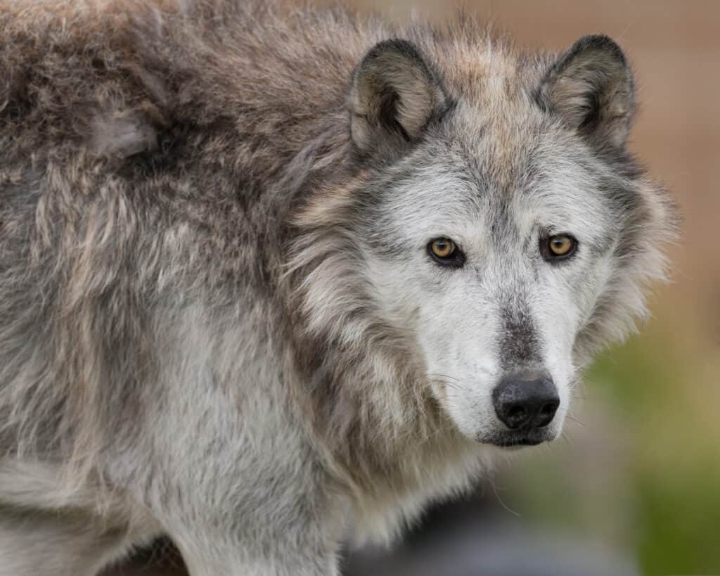 lupo grigio di yellowstone