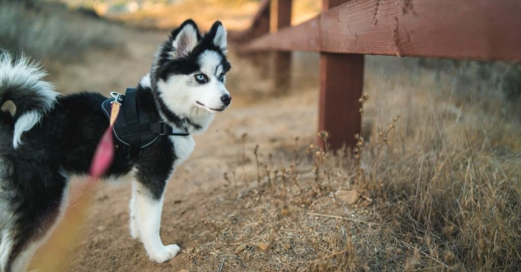 Pomsky contro Husky