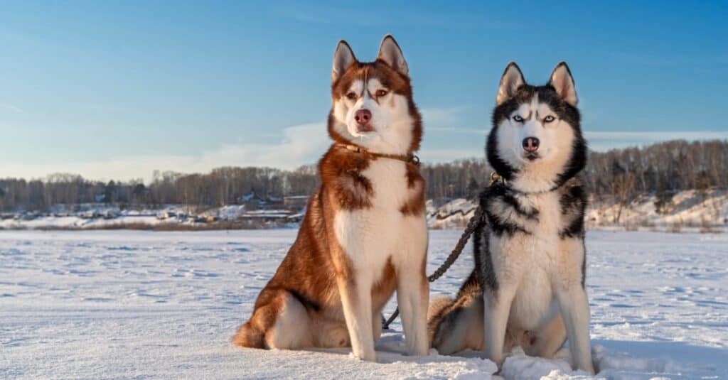 Pomsky contro Husky