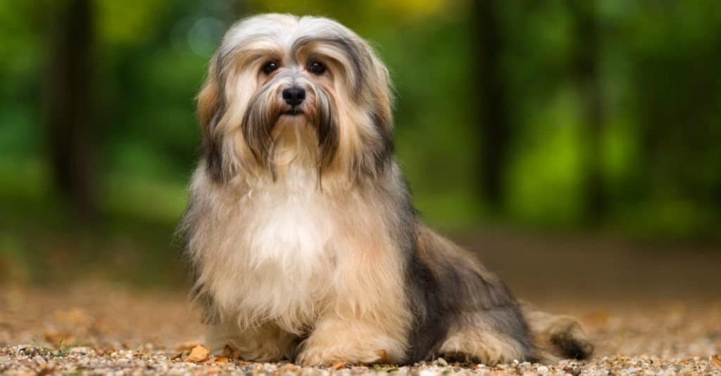 Havanese contro maltese