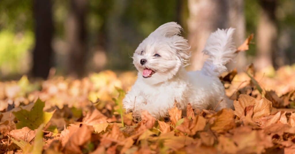 Havanese contro maltese