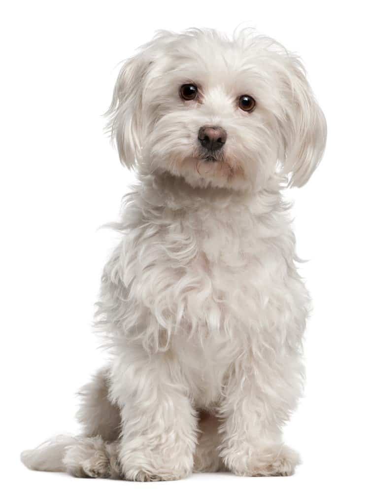 Havanese contro maltese