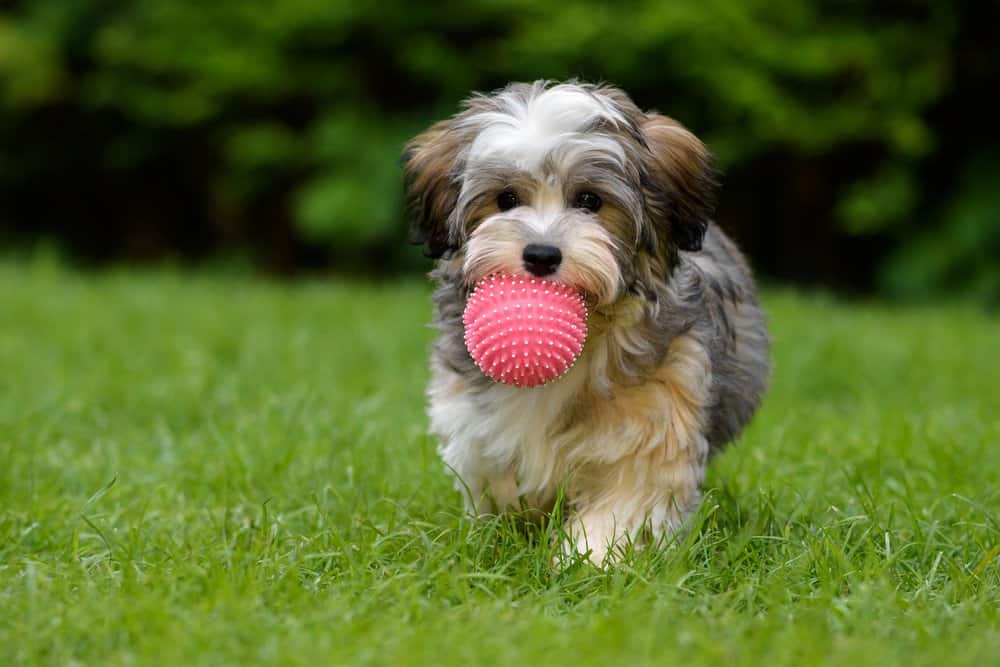 Havanese contro maltese