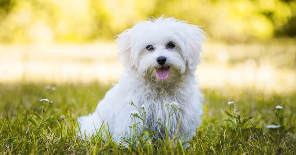 Havanese contro maltese