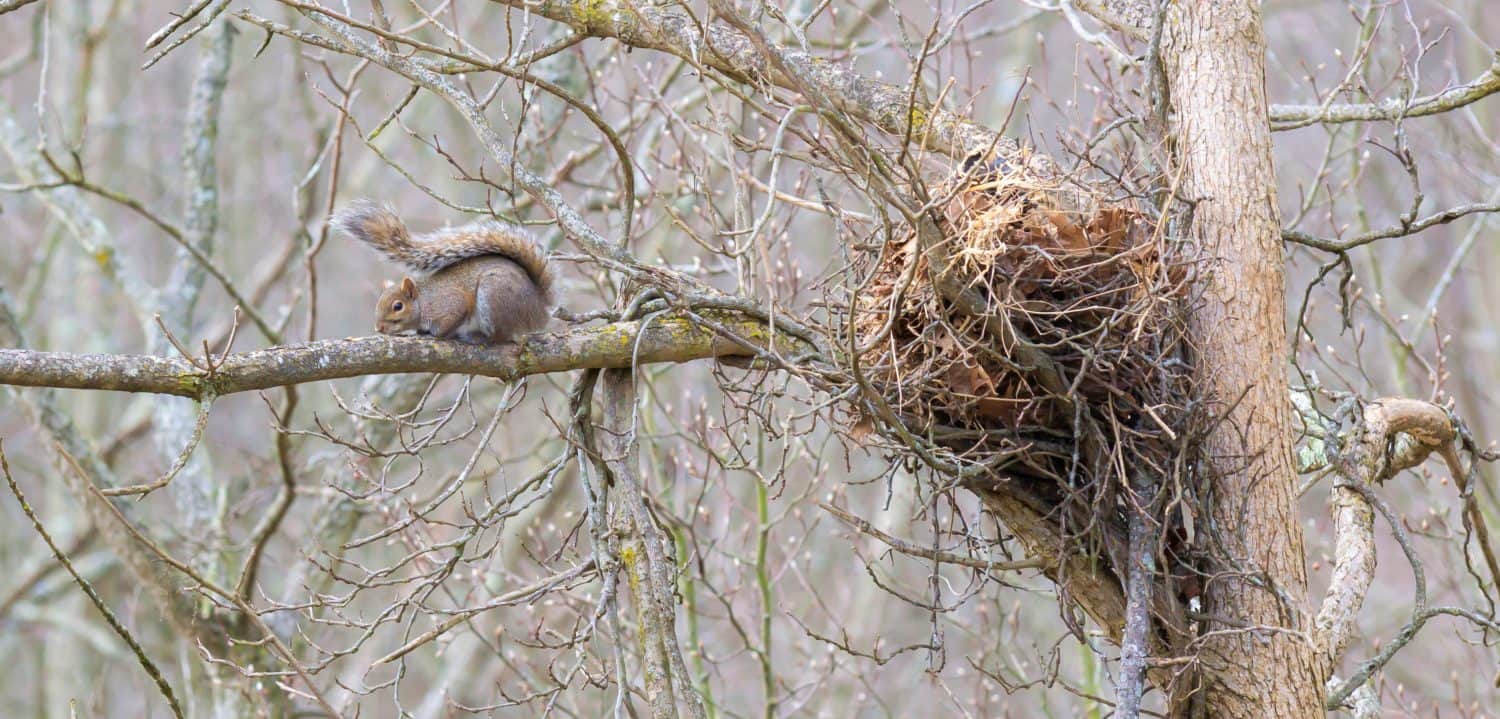 Scoiattolo grigio del Kentucky seduto vicino al suo grande nido su un albero alto e un ramo. Fotografia della fauna selvatica urbana in inverno 20109