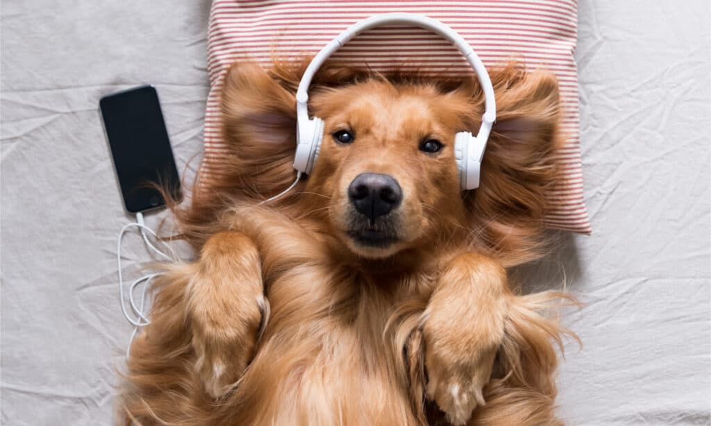 Golden retriever che si gode la musica con le cuffie