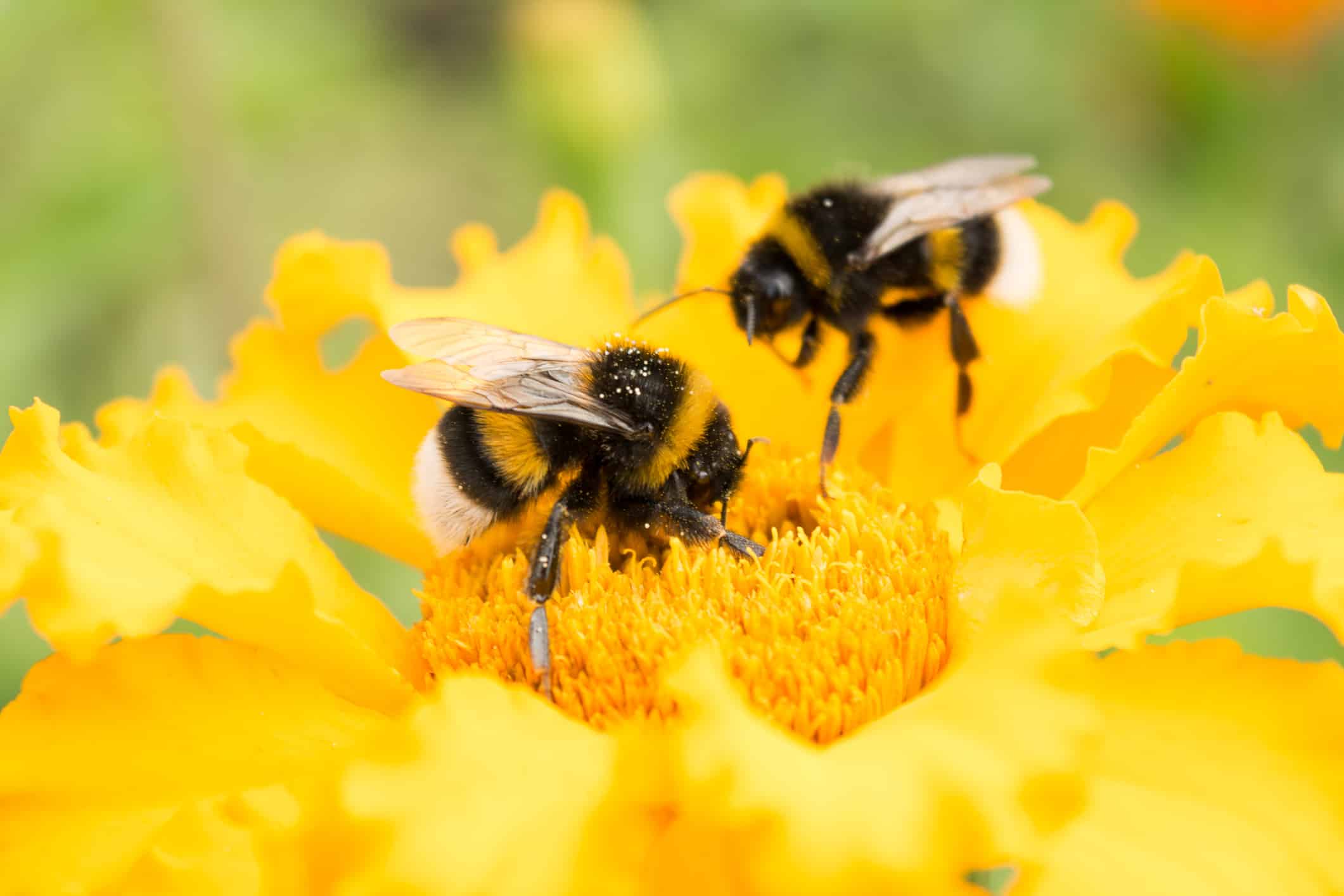 bombo su un fiore giallo raccoglie polline, messa a fuoco selettiva