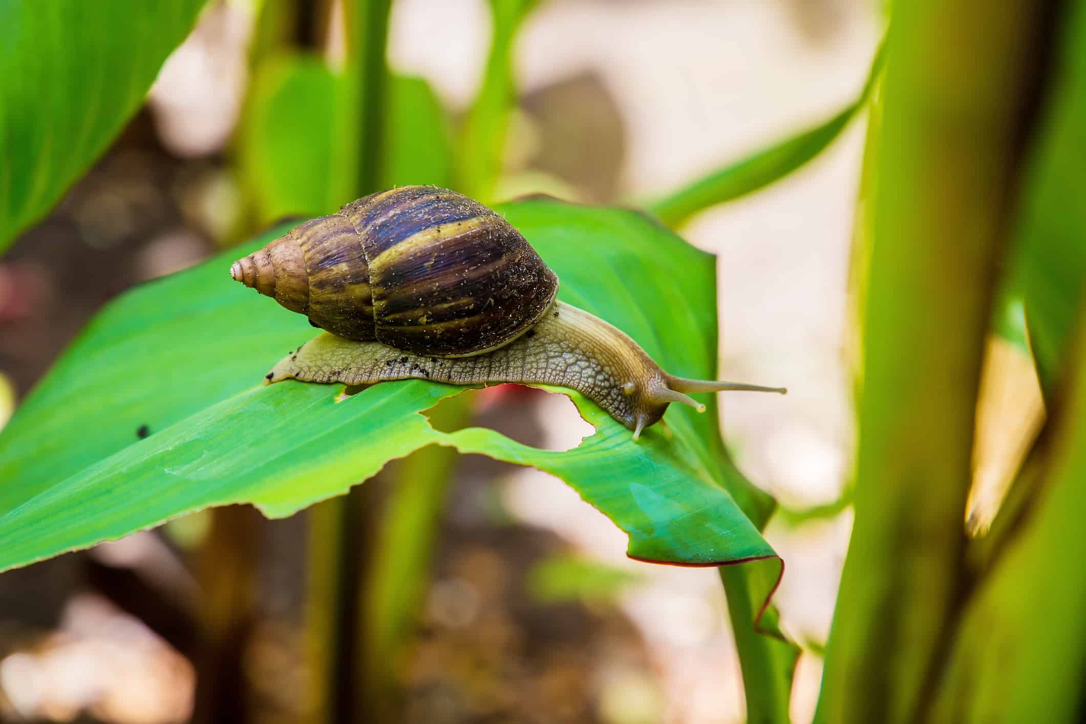 Lumaca Achatina in un ambiente naturale africano selvaggio che razzola su una grande foglia verde in una giornata di sole all'ombra