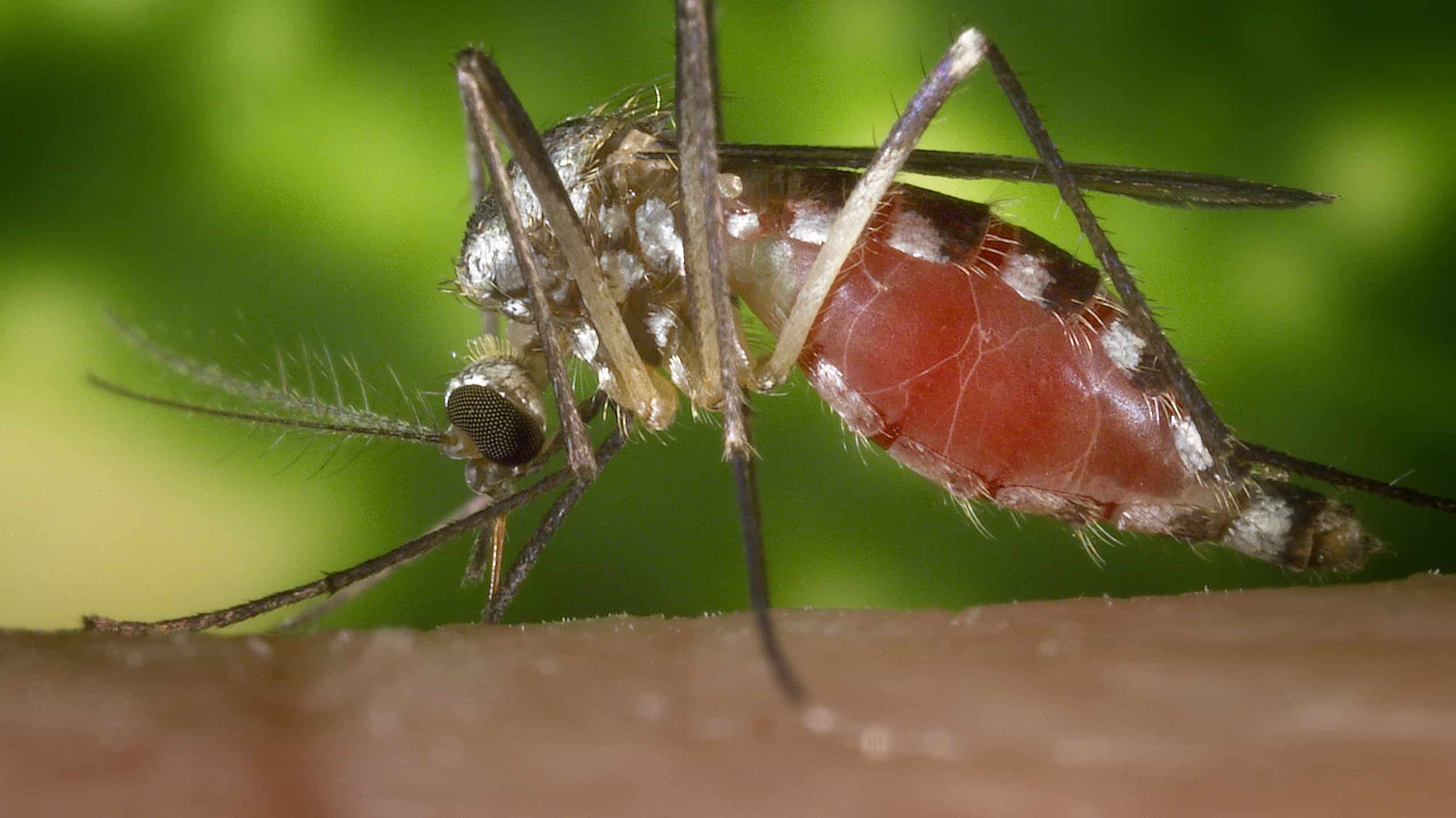 Zanzara orientale dei buchi degli alberi, o Aedes triseriatus, o Ochlerotatus triseriatus